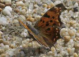 Eastern Comma